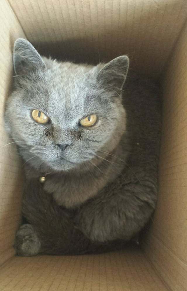 Angry cat in a box looking up.