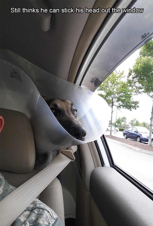 Dog wearing E-collar trying to stick its head out this window
