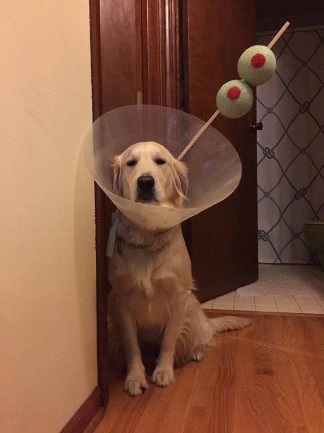 Dog wearing E-collar styled like a martini.