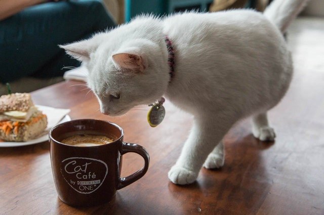 Cat investigating a cup of coffee