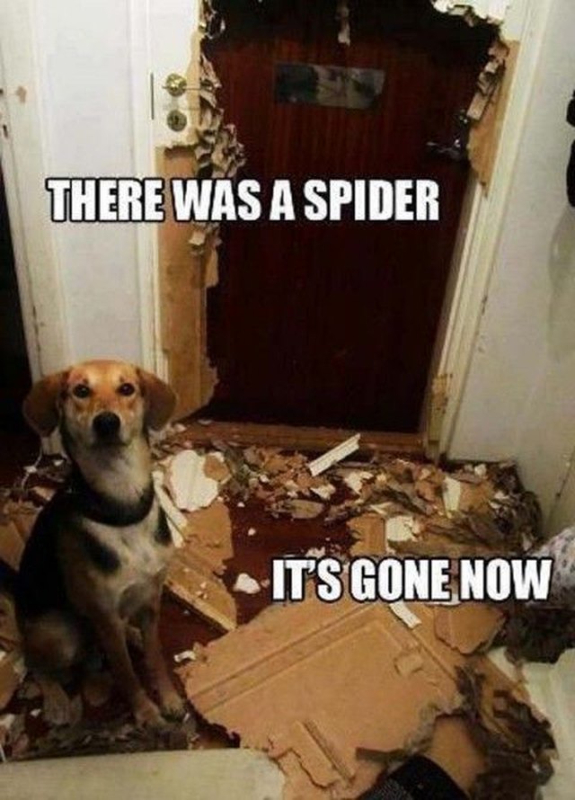 Dog sitting next to destroyed door. Caption: There was a spider. It