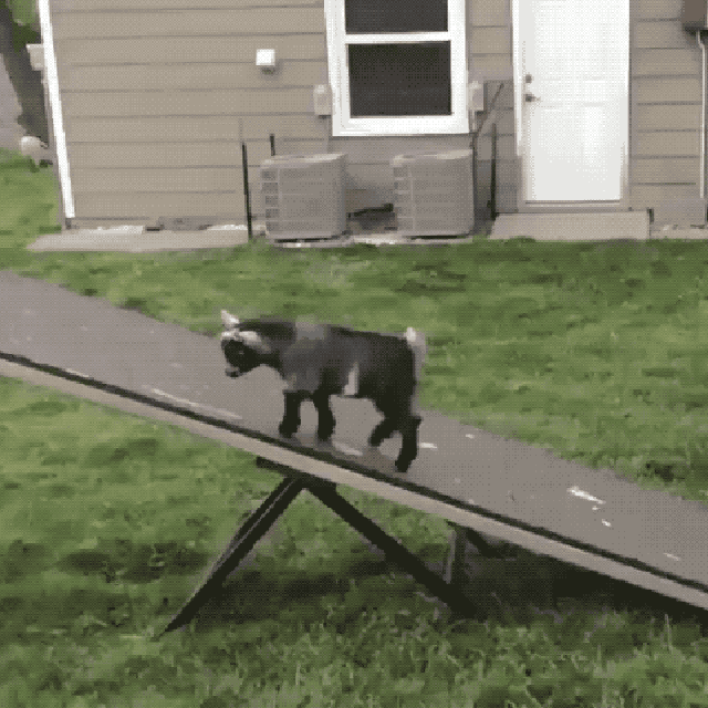 Just 21 of the funniest baby goats you