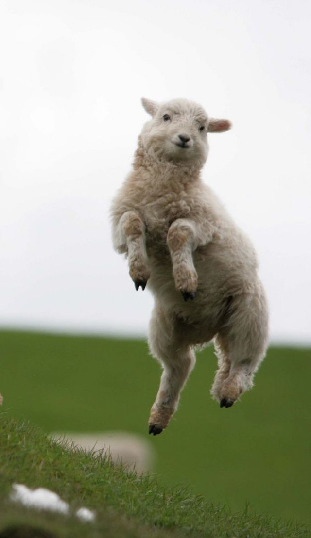 Jumping Sheep