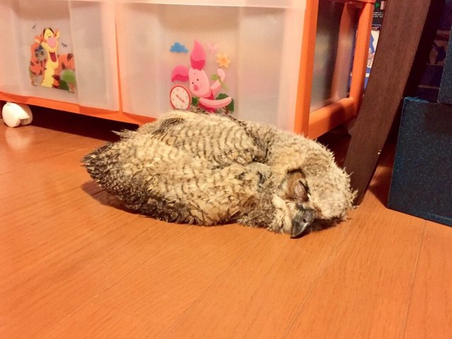 Pets contorted into weird sleeping positions will never not be funny