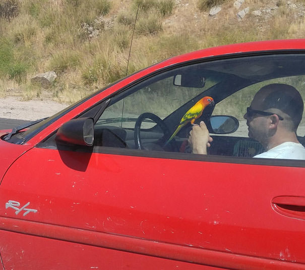 Distracted Driving? That