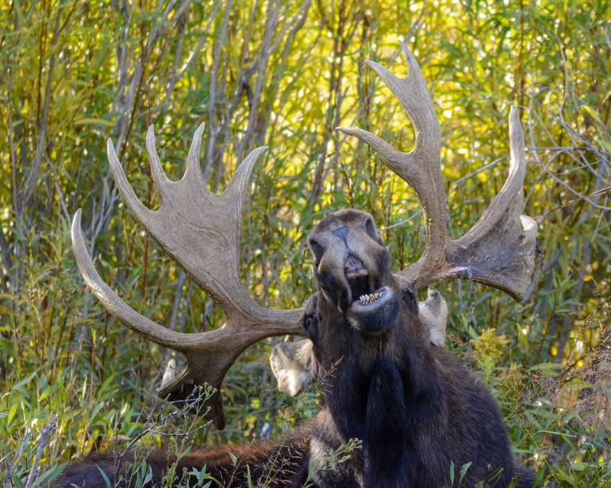 The Singing Moose