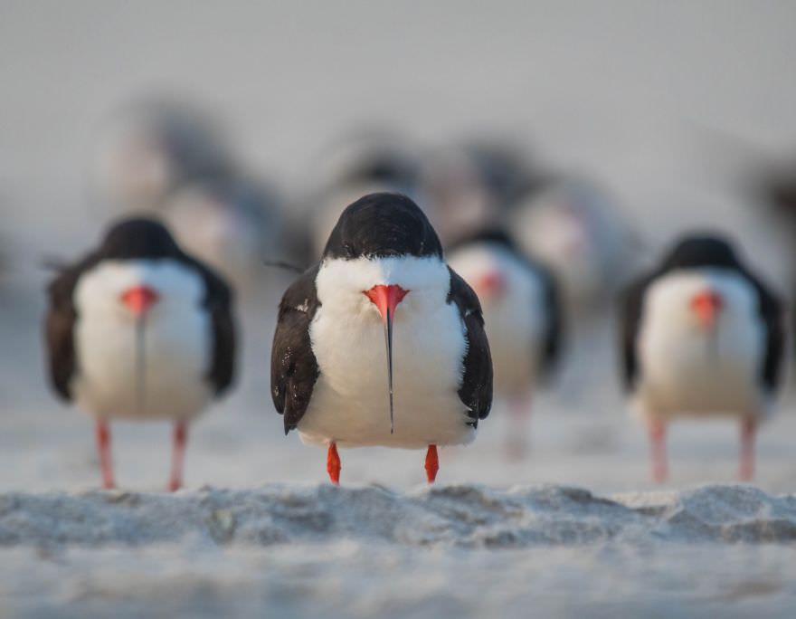  The Black Skimmer Gang