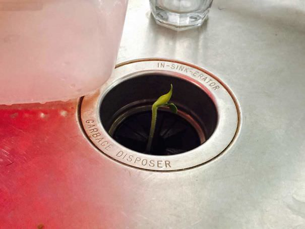  Tossed The Seeds Down The Sink While Carving My Jack-O-Lantern Two Weeks Ago, And Forgot To Turn On The Garbage Disposal