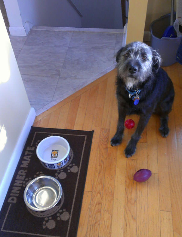 I Forgot To Feed The Dog The Other Morning. The Wife Sent Me This