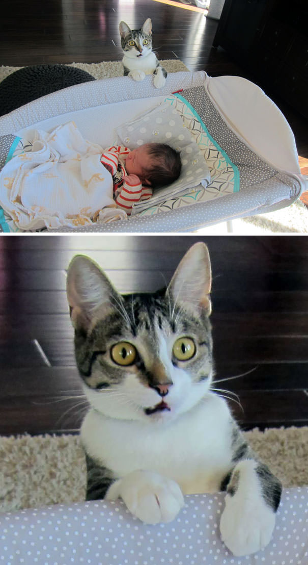  We Forgot To Tell Our Cat That We Had A Baby
