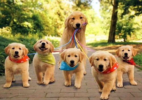 You Should Never Adopt A Golden Retriever Here Are 40 Reasons Why Small Joys