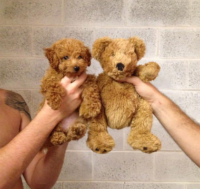 Puppy And Teddy Twins