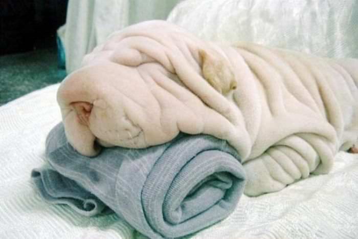 Towel Dog