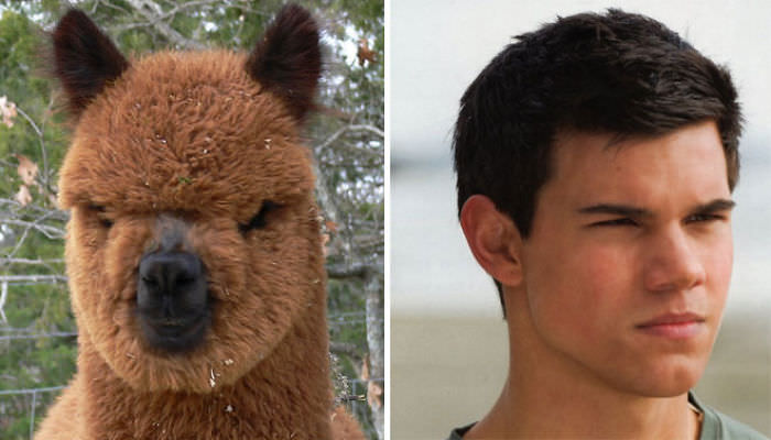 Jacob Black = Alpaca