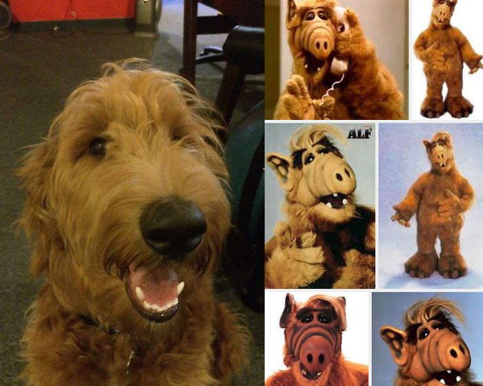 Puppy Looks Like Alf