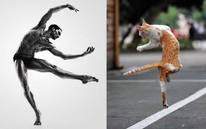 This Man Looks Like This Cat