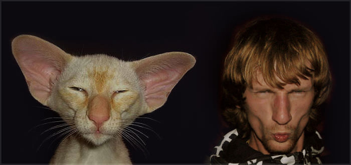 Oriental Cat & Me =d