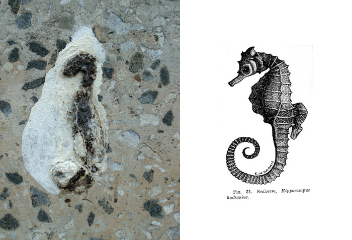 Bird Shit Looks Like Sea Horse