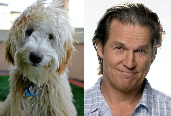Jeff Bridges / Shaggy Dog