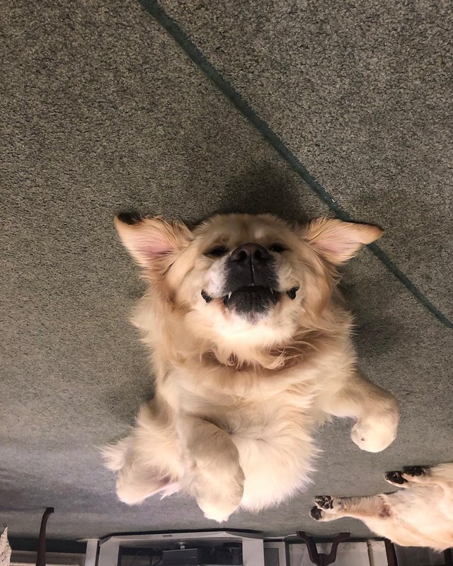 19 dogs who are actually just furry balloons