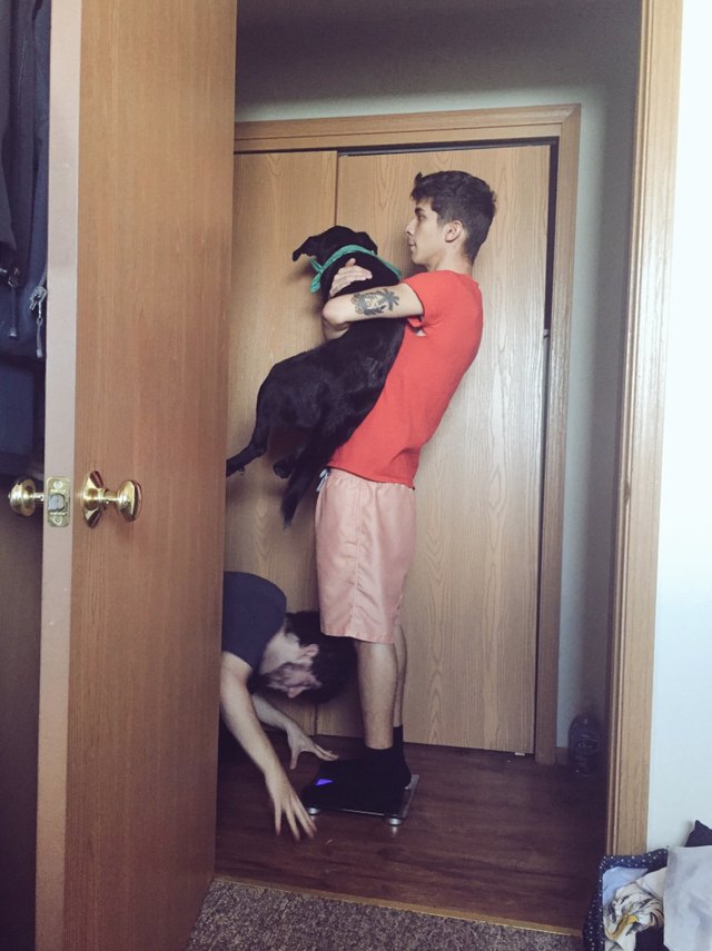 You gotta be creative if you want to weigh an animal on a digital scale