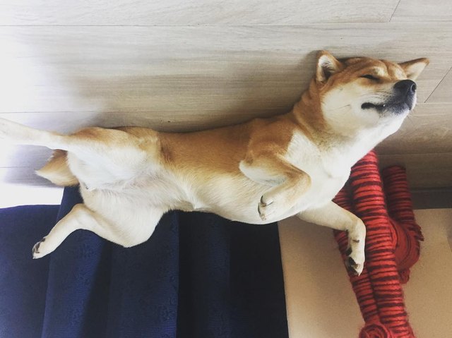 19 dogs who are actually just furry balloons