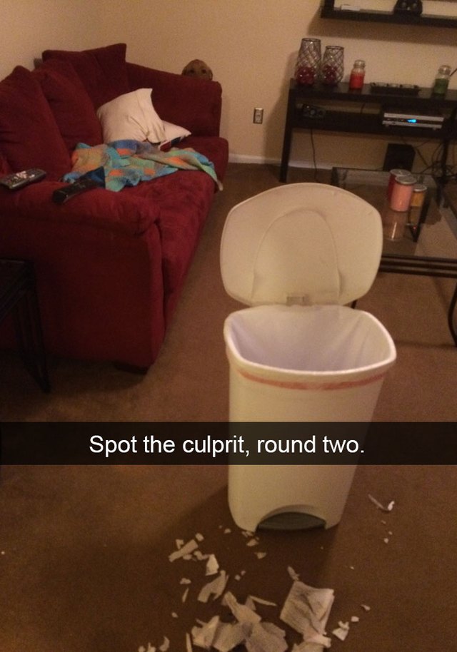 Dog hiding from the mess he made