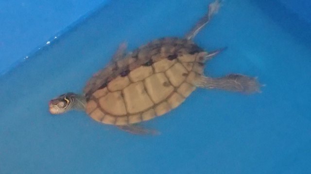 Pets contorted into weird sleeping positions will never not be funny