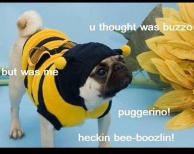 Pug in a bumblebee costume