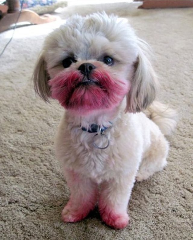 22 Dogs Who Were Totally You On Your Birthday