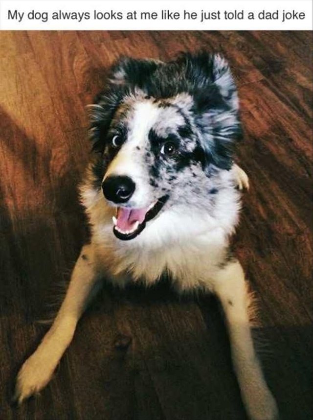 Dog with a funny smile