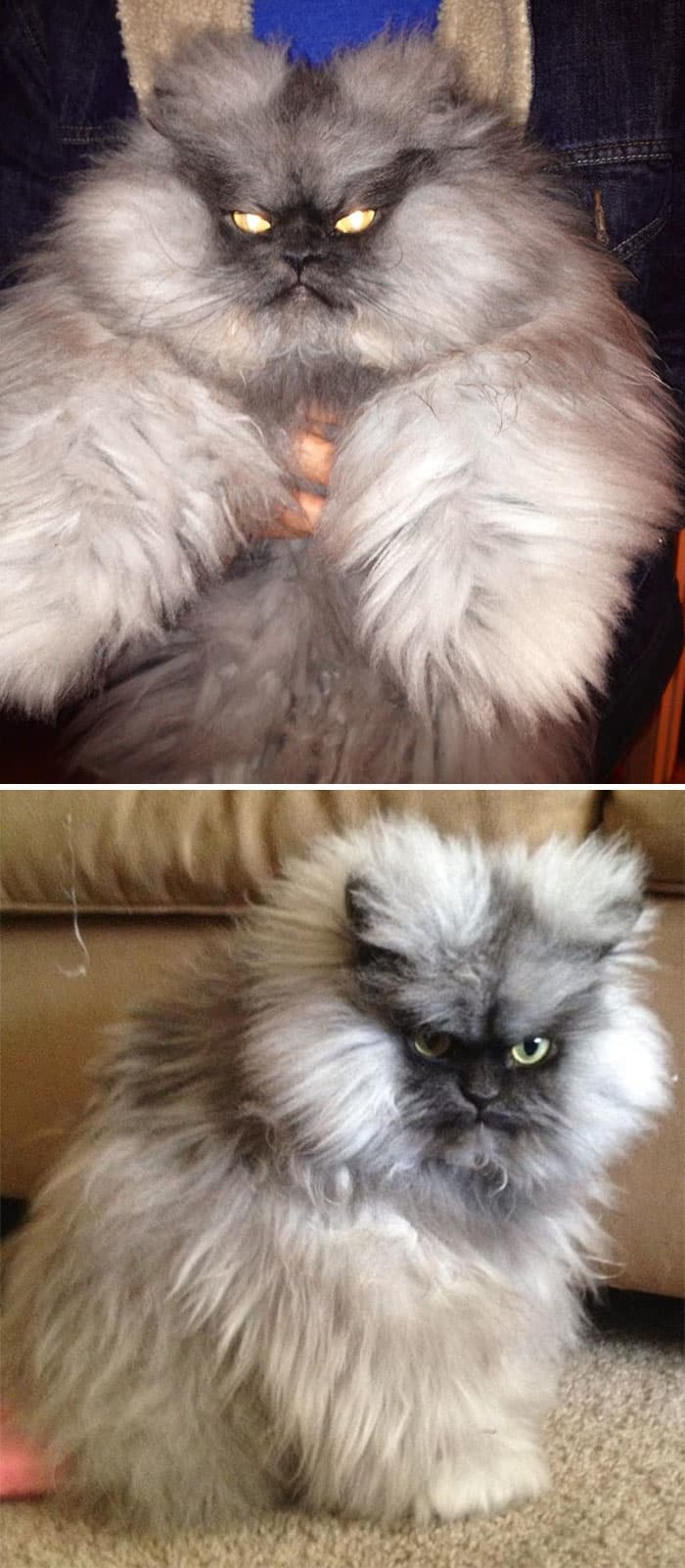 Colonel Meow