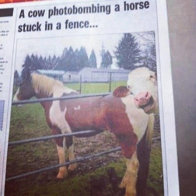 animal photobombs