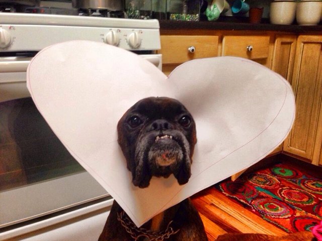 Dog wearing E-collar shaped like a heart