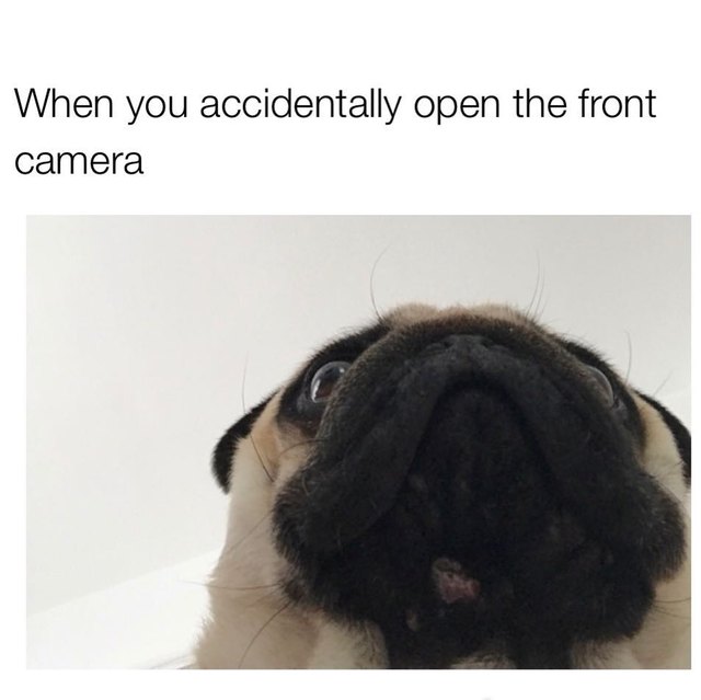 Photo of pug