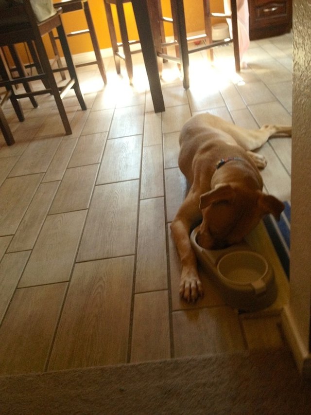 18 Dogs Sleeping Like Weirdos