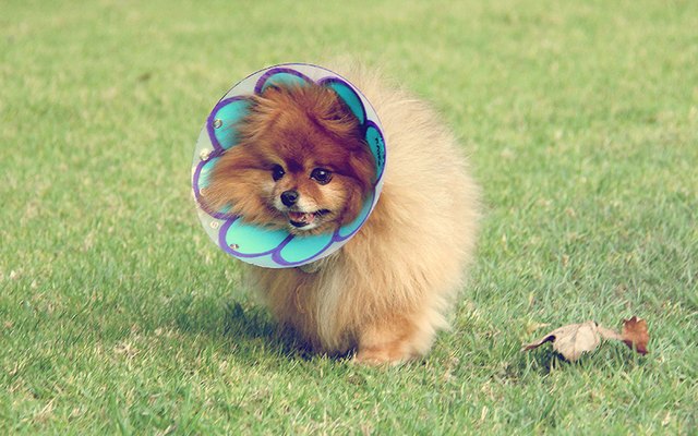 Dog wearing E-collar decorated like a flower