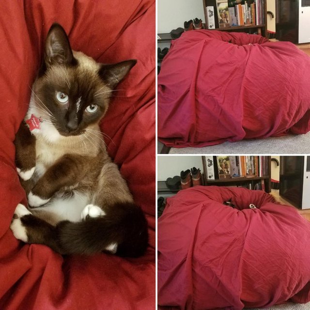 Cat sinking into a big red beanbag chair.