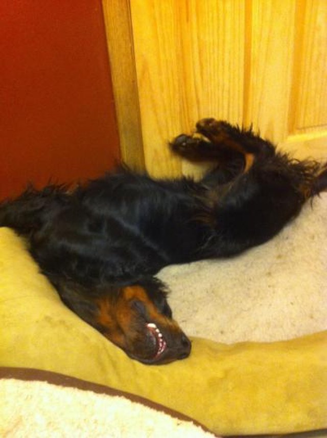 18 Dogs Sleeping Like Weirdos