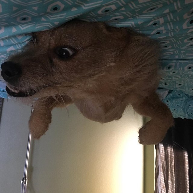 19 dogs who are actually just furry balloons