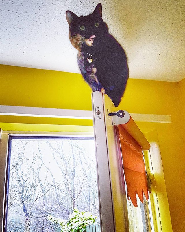 17 cats that are basically just furry house monkeys