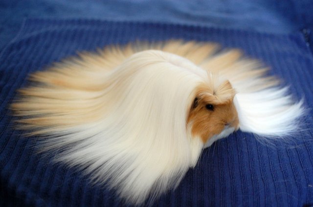 Guinea pig with long blond hair