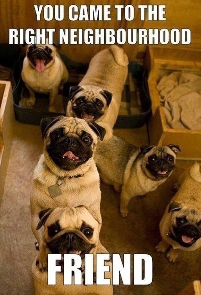 Friendly group of pugs