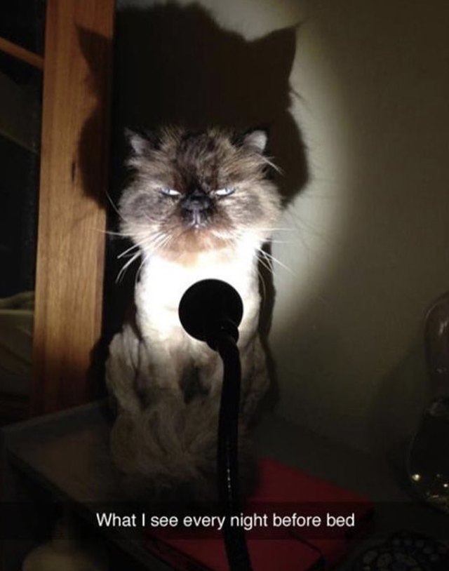 A cat and a reading light. Some impressive shadows.