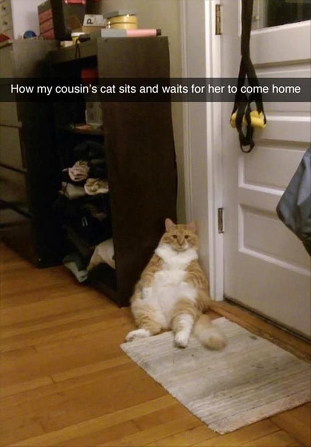 Cat sitting up like a human, waiting for his person to come home from work