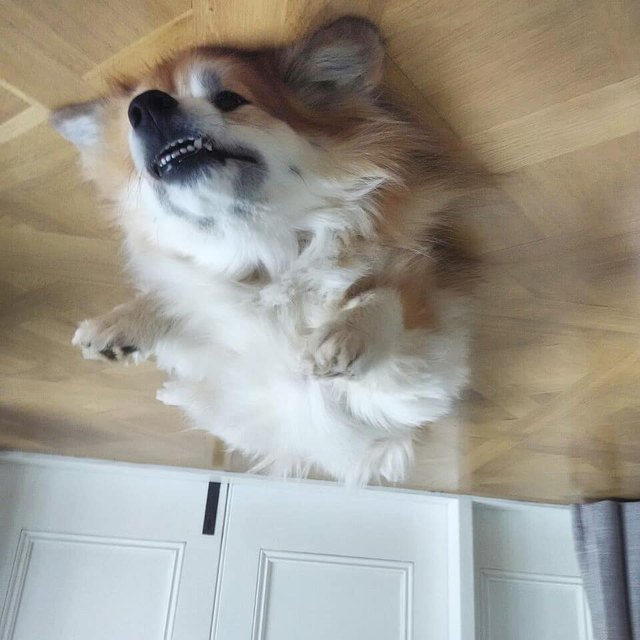 19 dogs who are actually just furry balloons