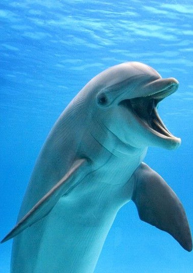 Dolphin