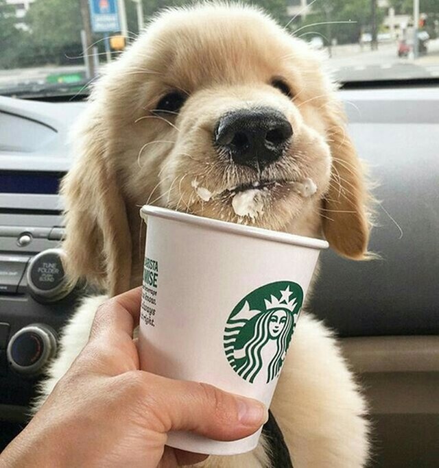 Puppy and a puppuccino