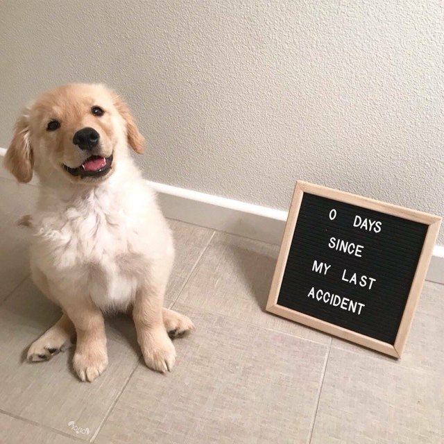Proud puppy sitting by a sign that says "0 days since my last accident"