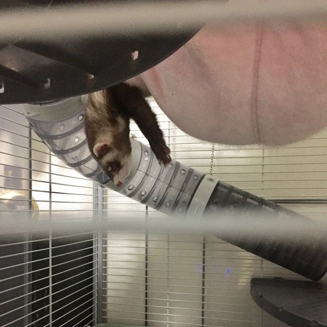 Pets contorted into weird sleeping positions will never not be funny